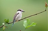 Striped Kingfisher